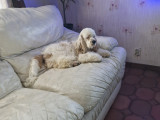 Chiot mâle Cocker Américain LOF à vendre