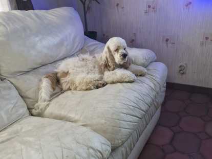 Chiot mâle Cocker Américain LOF à vendre