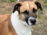 À adopter : chien marron et blanc