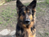 Disponible à l'adoption : chien Berger Allemand noir et feu