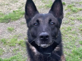 En attente d'adoption : chien Berger Malinois de 8 ans