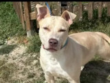 Prête pour l’adoption : chienne beige