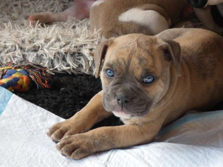 Chiots Old English Bulldog à vendre