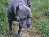 Gift, Cane Corso à donner