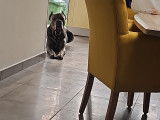 Gift, Cane Corso à donner