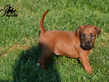 Chiots Terrier Irlandais LOF à vendre