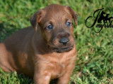 Chiots Terrier Irlandais LOF à vendre