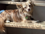 Chihuahua