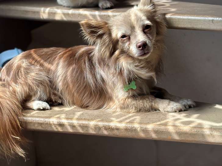 Chihuahua