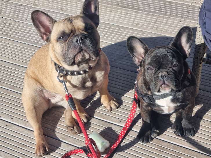 2 Bouledogues Français à adopter