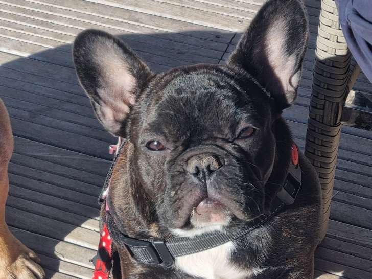 Bouledogue Français à adopter