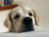Vaïko, mâle Golden Retriever disponible pour saillie