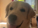 Vaïko, mâle Golden Retriever disponible pour saillie