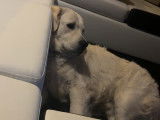 Vaïko, mâle Golden Retriever disponible pour saillie