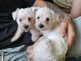 Chiots Schnauzer Nain blancs LOF à vendre