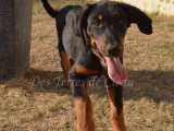 Awai, adorable chienne Beauceron noir et feu LOF à vendre