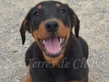 Arriba, magnifique femelle Beauceron noir et feu LOF à vendre
