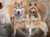 Chiots Husky Sibérien LOF à naître