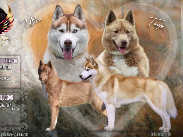 Chiots Husky Sibérien LOF à naître