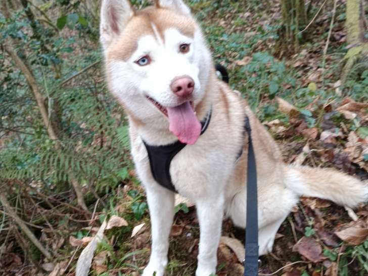 Mâle Husky Sibérien disponible pour saillie