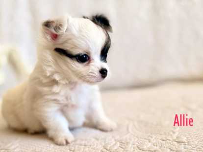 3 adorables chiots Chihuahua à poil long LOF à vendre