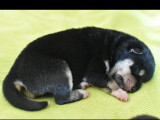 Chiots femelles Shiba Inu noir et feu à vendre