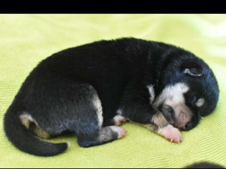 Chiots femelles Shiba Inu noir et feu à vendre