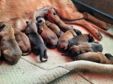 Chiot Berger Malinois à vendre