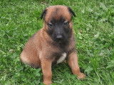 Chiot Berger Malinois à vendre