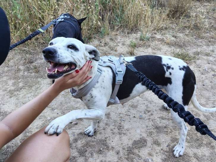 Luna, adorable petite chienne de 2 ans à adopter