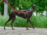 Magnifique femelle Lévrier Espagnol bringée à adopter
