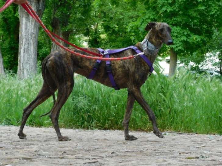 Magnifique femelle Lévrier Espagnol bringée à adopter