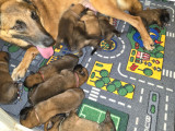 Chiots Malinois LOF à vendre