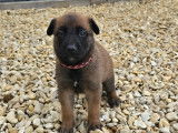 Chiots Malinois LOF à vendre