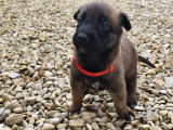Chiots Malinois LOF à vendre