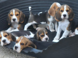Chiots Beagle bien dans leurs pattes à vendre
