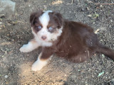 Chiots Berger Americain Miniature à vendre