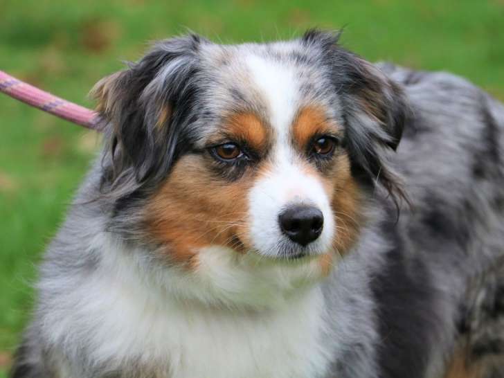 Chien adulte femelle Berger Australien Miniature LOF à vendre