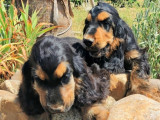 À vendre, 4 chiots mâles Cockers Anglais LOF et non LOF