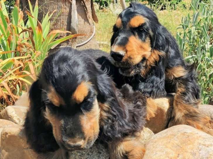 À vendre, 4 chiots mâles Cockers Anglais LOF et non LOF