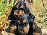 À vendre, 4 chiots mâles Cockers Anglais LOF et non LOF