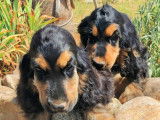 À vendre, 4 chiots mâles Cockers Anglais LOF et non LOF