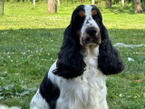 Chien mâle Cocker Anglais disponible pour saillie (LOF)