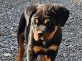 3 chiots mâles Rottweilers LOF à vendre