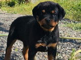 3 chiots mâles Rottweilers LOF à vendre