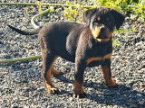 3 chiots mâles Rottweilers LOF à vendre