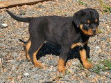 3 chiots mâles Rottweilers LOF à vendre