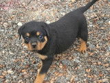 3 chiots mâles Rottweilers LOF à vendre