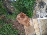2 chiennes adultes Spitz Nain à vendre