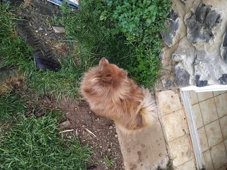 2 chiennes adultes Spitz Nain à vendre